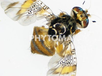 Ceratitis capitata
